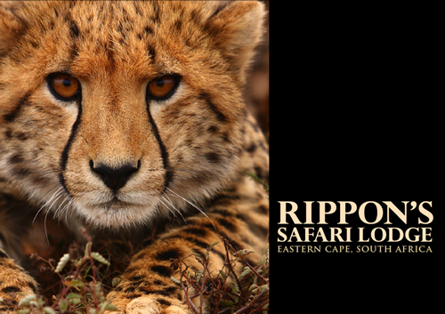 rippon's bookmark